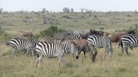 Masai Mara &ndash; &copy; Frank Nimschowski (Eberhardt TRAVEL)