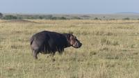 Hippo &ndash; &copy; Frank Nimschowski (Eberhardt TRAVEL)