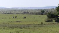 Masai Mara &ndash; &copy; Frank Nimschowski (Eberhardt TRAVEL)