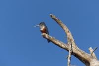 Bootstour Lake Naivasha, Riesenfischer (Giant Kingfisher) &ndash; &copy; Frank Nimschowski (Eberhardt TRAVEL)