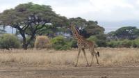 Amboseli Nationalpark &ndash; &copy; Frank Nimschowski (Eberhardt TRAVEL)