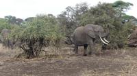 Amboseli Nationalpark &ndash; &copy; Frank Nimschowski (Eberhardt TRAVEL)