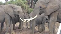 Amboseli Nationalpark &ndash; &copy; Frank Nimschowski (Eberhardt TRAVEL)