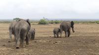Amboseli Nationalpark &ndash; &copy; Frank Nimschowski (Eberhardt TRAVEL)