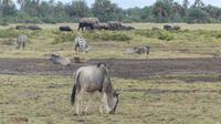 Amboseli Nationalpark &ndash; &copy; Frank Nimschowski (Eberhardt TRAVEL)