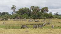 Amboseli Nationalpark &ndash; &copy; Frank Nimschowski (Eberhardt TRAVEL)