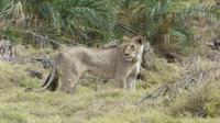 Amboseli Nationalpark &ndash; &copy; Frank Nimschowski (Eberhardt TRAVEL)