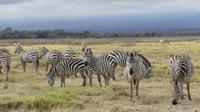 Amboseli Nationalpark &ndash; &copy; Frank Nimschowski (Eberhardt TRAVEL)
