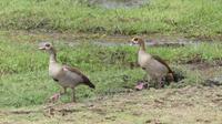 Amboseli Nationalpark Nilgänse &ndash; &copy; Frank Nimschowski (Eberhardt TRAVEL)
