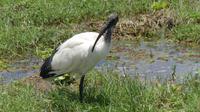 Heiliger Ibis &ndash; &copy; Frank Nimschowski (Eberhardt TRAVEL)