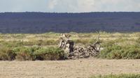 2 Geparden &ndash; &copy; Frank Nimschowski (Eberhardt TRAVEL)