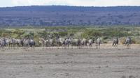 Gepard (rechts) bei Gnuherde &ndash; &copy; Frank Nimschowski (Eberhardt TRAVEL)