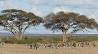 Amboseli Nationalpark &ndash; &copy; Frank Nimschowski (Eberhardt TRAVEL)