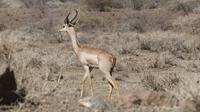 Giraffengazelle (Gerenuk) &ndash; &copy; Frank Nimschowski (Eberhardt TRAVEL)