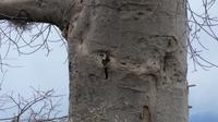 Tsavo West Baobab mit Decken-Toko &ndash; &copy; Frank Nimschowski (Eberhardt TRAVEL)