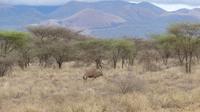 Oryx &ndash; &copy; Frank Nimschowski (Eberhardt TRAVEL)