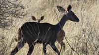 Kudu &ndash; &copy; Frank Nimschowski (Eberhardt TRAVEL)