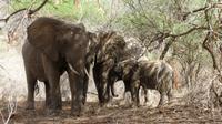 Tsavo West  &ndash; &copy; Frank Nimschowski (Eberhardt TRAVEL)