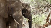 Tsavo West  &ndash; &copy; Frank Nimschowski (Eberhardt TRAVEL)