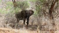Tsavo West  &ndash; &copy; Frank Nimschowski (Eberhardt TRAVEL)