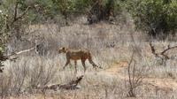 Tsavo Ost Gepard &ndash; &copy; Frank Nimschowski (Eberhardt TRAVEL)