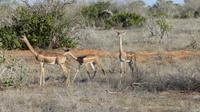 Giraffengazelle (Gerenuk) &ndash; &copy; Frank Nimschowski (Eberhardt TRAVEL)