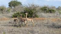 Giraffengazelle (Gerenuk) &ndash; &copy; Frank Nimschowski (Eberhardt TRAVEL)