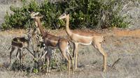 Giraffengazelle (Gerenuk) &ndash; &copy; Frank Nimschowski (Eberhardt TRAVEL)