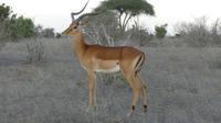Impala &ndash; &copy; Frank Nimschowski (Eberhardt TRAVEL)