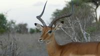 Impala &ndash; &copy; Frank Nimschowski (Eberhardt TRAVEL)