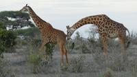 Massei-Giraffen &ndash; &copy; Frank Nimschowski (Eberhardt TRAVEL)