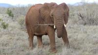 Tsavo Ost  &ndash; &copy; Frank Nimschowski (Eberhardt TRAVEL)