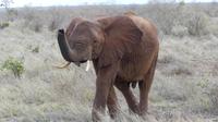 Tsavo Ost  &ndash; &copy; Frank Nimschowski (Eberhardt TRAVEL)