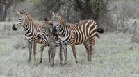rote Zebras &ndash; &copy; Frank Nimschowski (Eberhardt TRAVEL)