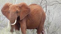 Tsavo Ost  &ndash; &copy; Frank Nimschowski (Eberhardt TRAVEL)