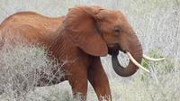 Tsavo Ost  &ndash; &copy; Frank Nimschowski (Eberhardt TRAVEL)