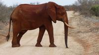Tsavo Ost  &ndash; &copy; Frank Nimschowski (Eberhardt TRAVEL)