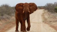 Tsavo Ost  &ndash; &copy; Frank Nimschowski (Eberhardt TRAVEL)