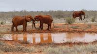 Tsavo Ost  &ndash; &copy; Frank Nimschowski (Eberhardt TRAVEL)