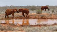 Tsavo Ost  &ndash; &copy; Frank Nimschowski (Eberhardt TRAVEL)