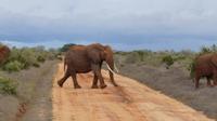 Tsavo Ost  &ndash; &copy; Frank Nimschowski (Eberhardt TRAVEL)