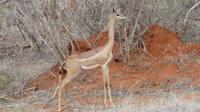 Giraffengazelle (Gerenuk) &ndash; &copy; Frank Nimschowski (Eberhardt TRAVEL)