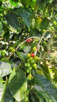 Kaffee - Kirschen &ndash; &copy; Petra Hady (Eberhardt TRAVEL)