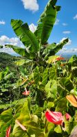 Bananenstaude &ndash; &copy; Petra Hady (Eberhardt TRAVEL)