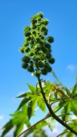 Ricinus  &ndash; &copy; Petra Hady (Eberhardt TRAVEL)
