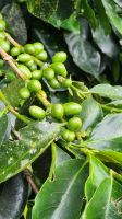 Kaffee - Kirschen