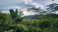 Kaffeeplantage &ndash; &copy; Petra Hady (Eberhardt TRAVEL)