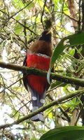 Malabar - Trogon &ndash; &copy; Petra Hady (Eberhardt TRAVEL)