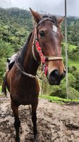 Cocoa - Tal  treuer Gefährte &ndash; &copy; Petra Hady (Eberhardt TRAVEL)