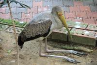 Kuala Lumpur - Vogelpark &ndash; &copy; Sylvia Ott (Eberhardt TRAVEL)